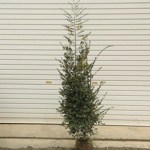 47せとか12キロ 北陸東海より西側料金 49.せとか12キロ 北陸東海より